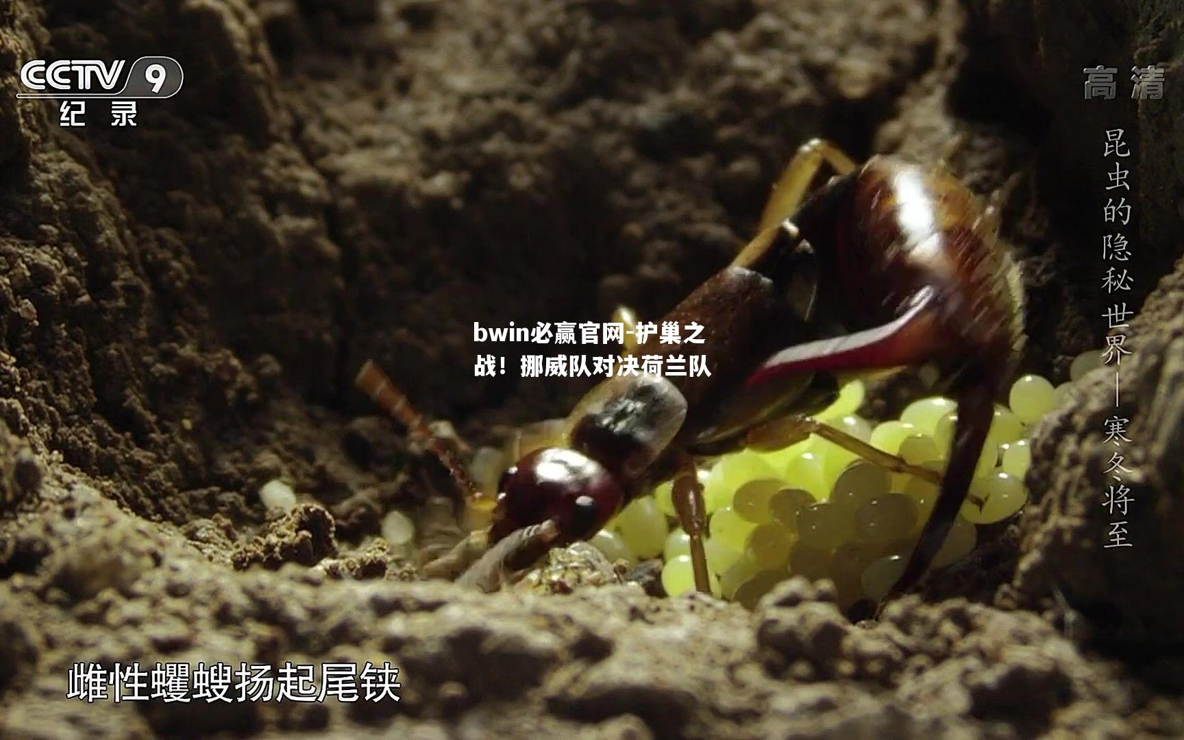 护巢之战！挪威队对决荷兰队